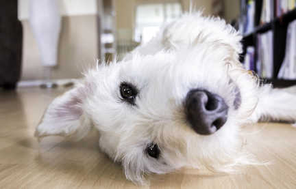 Pet-friendly long term rentals